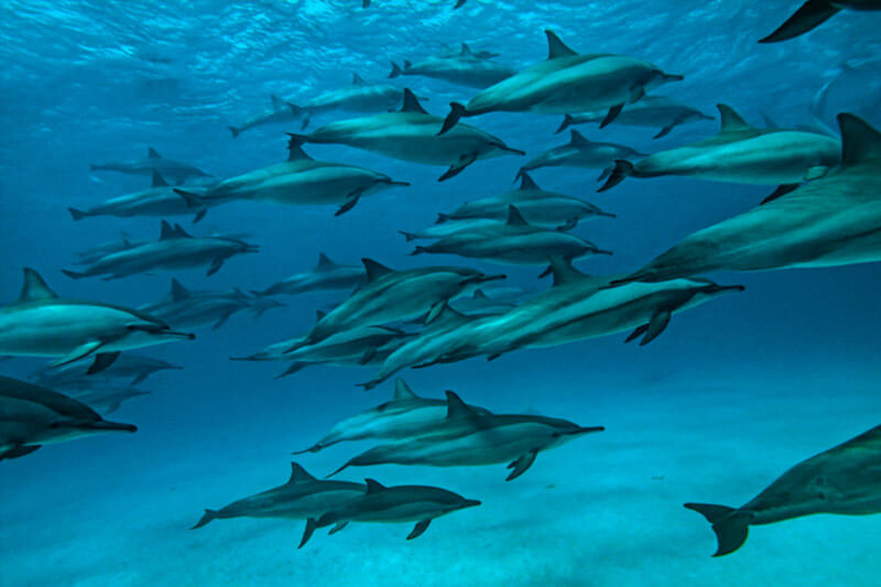 WWF Ocean Heroes